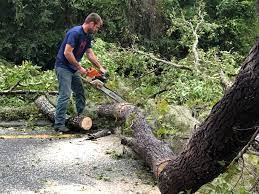 Best Tree Preservation Services  in Romulus, MI