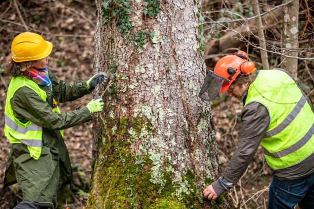 Best Root Management and Removal  in Romulus, MI